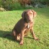 assistance-labradors-5 assistance-labradors-5