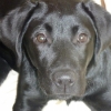 crufts11-005-medium crufts11-005-medium