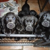 crufts11-010-medium crufts11-010-medium