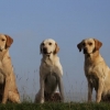 img_3848 img_3848