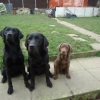 dogs-dec-2011-024-medium dogs-dec-2011-024-medium