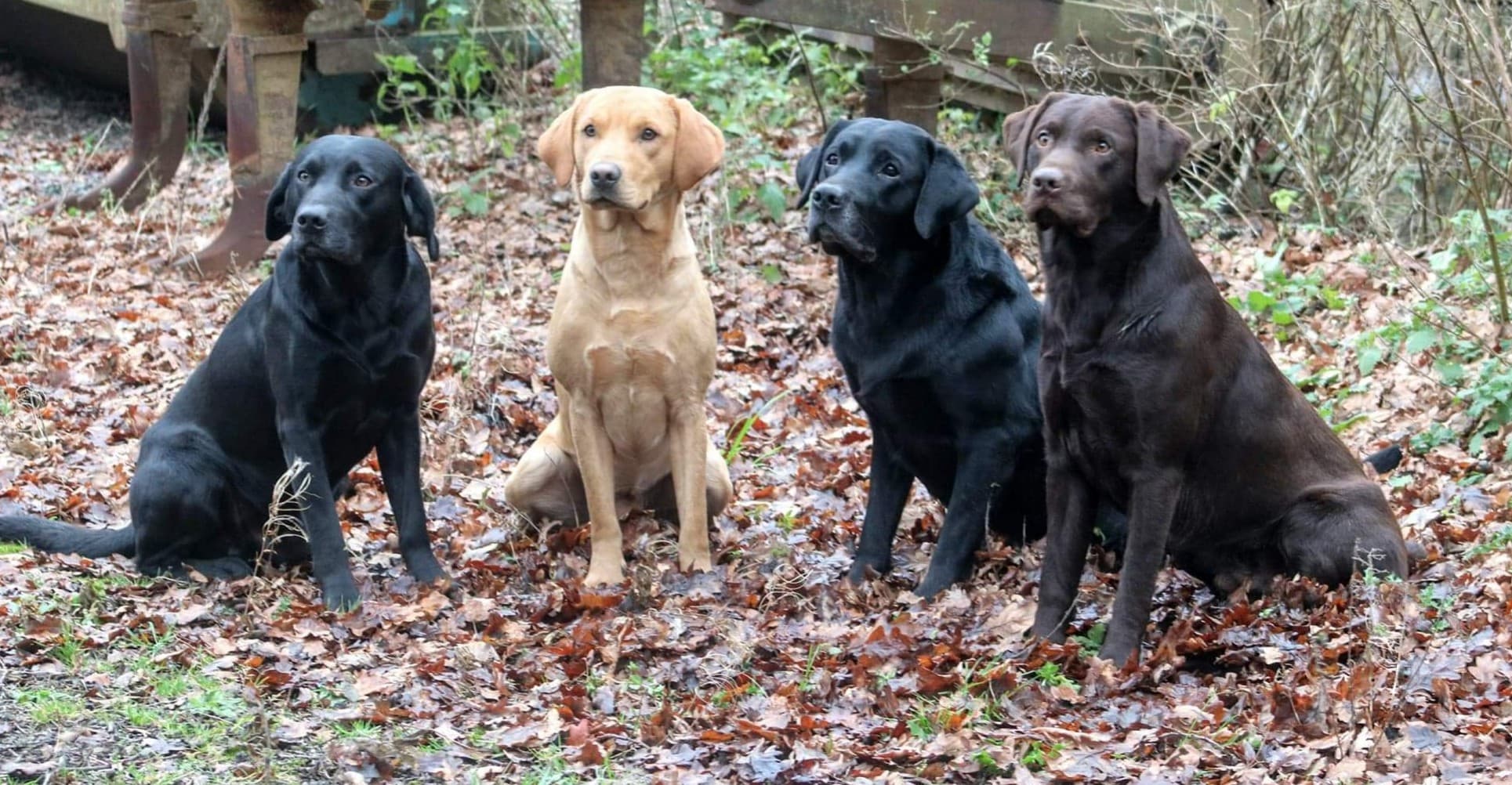 Stud Dogs | Wylanbriar Labradors