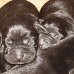 puppies_5_days_old_004 (Medium) (Medium)