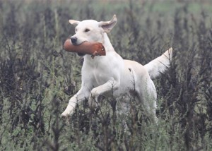 Bondy Competes