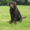 assistance-labradors-11