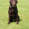 assistance-labradors-12