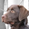 assistance-labradors-14