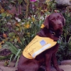 assistance-labradors-15