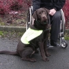 assistance-labradors-2