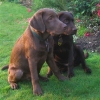 assistance-labradors-4