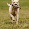 hobby_at_long_woood_picking_a_running_partridge