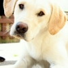 img_3731 img_3731
