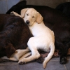sleepybond