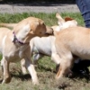 img_2254 img_2254
