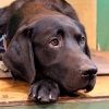 crufts11-018-medium crufts11-018-medium