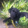 charlie_gardening