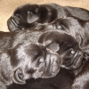 puppies_5_days_old_005-medium-medium puppies_5_days_old_005-medium-medium