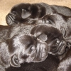 puppies_5_days_old_005-medium-medium