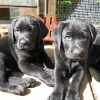 pups8wks_001-medium pups8wks_001-medium