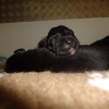 dogs-dec-2011-029-medium