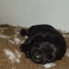 dogs-dec-2011-047-medium dogs-dec-2011-047-medium