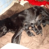 dogs-dec-2011-medium dogs-dec-2011-medium