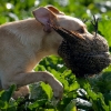 dsc_6504 dsc_6504
