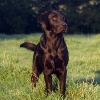 Wylanbriar labradors