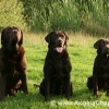 Wylanbriar labradors