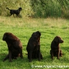 Wylanbriar labradors