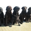 Wylanbriar labradors