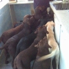 too-many-labradors-medium