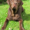 labradors_020