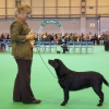 crufts-2008-024