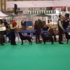 crufts11-004-medium