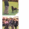 dyl-at-crufts-medium