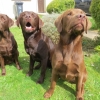 labradors_004 labradors_004