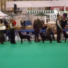 crufts11-004-medium_0