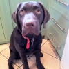 bertie_in_the_kitchen bertie_in_the_kitchen
