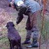 Wylanbriar labrador