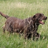 Wylanbriar labrador