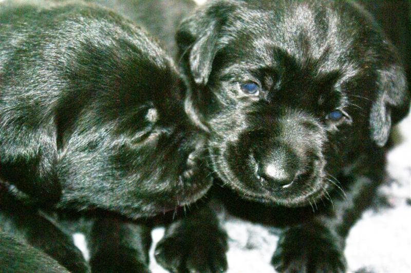 Labrador Inbreeding Breeding Advice | Wylanbriar Labradors