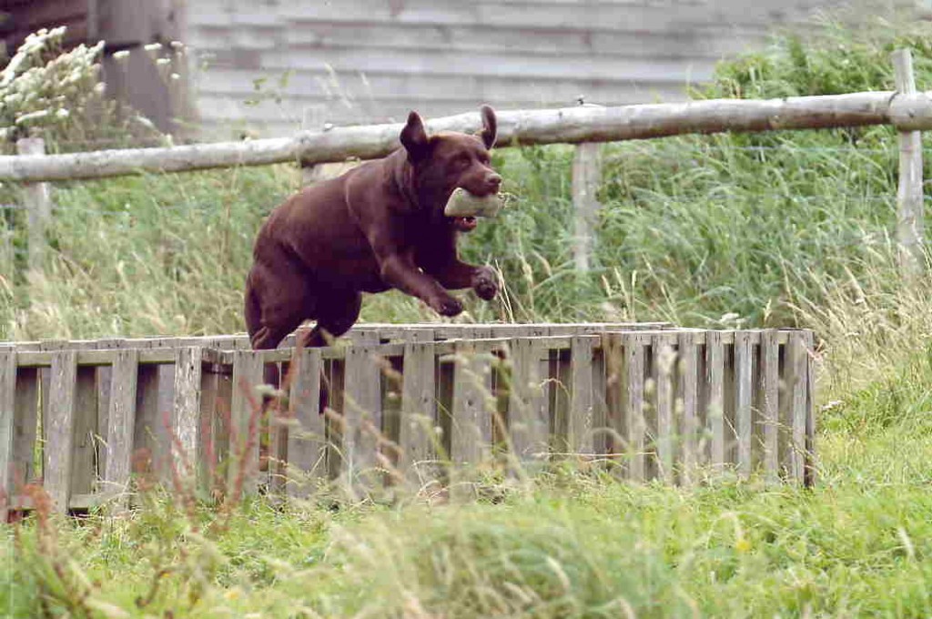 â€˜The Future is Bright for the Chocolate Labradorâ€™ | Wylanbriar ...