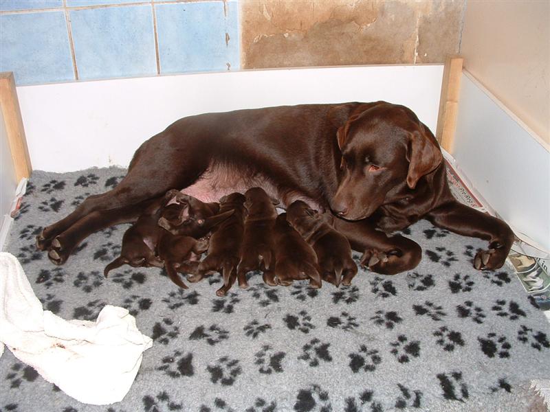 Feeding a pregnant/with puppies bitch | Wylanbriar Labradors